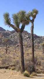 JoshuaTree1