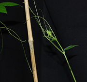 Cucumber Tendril Sharon Gerbode/Joshua Puzey