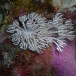coral