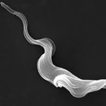 Trypanosoma brucei parasite