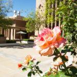 Rose blooming on campus