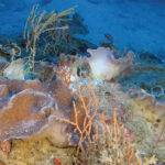 Underwater photographs of Sinularia mesophotica (funnel-shaped morphology of colonies).