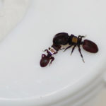 Ants with RFID tags attached