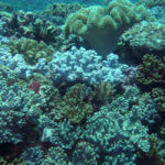 coral reef
