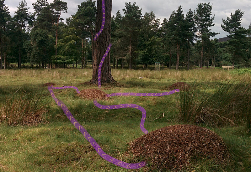 Image showing red wood ant nests (the mounds) with lines drawn in to represent pathways between the nests and to trees, where these ants harvest food from colonies of aphids living in the trees.