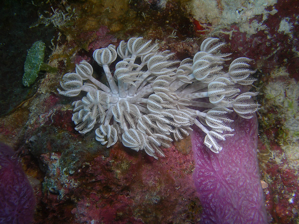 coral