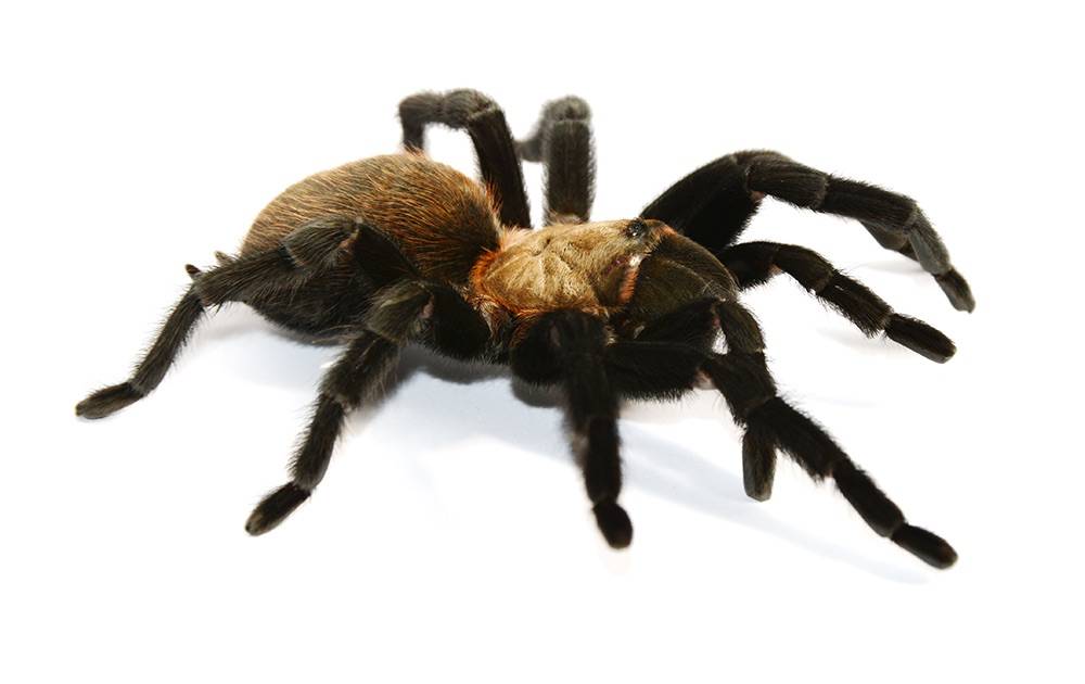 Tarantula.