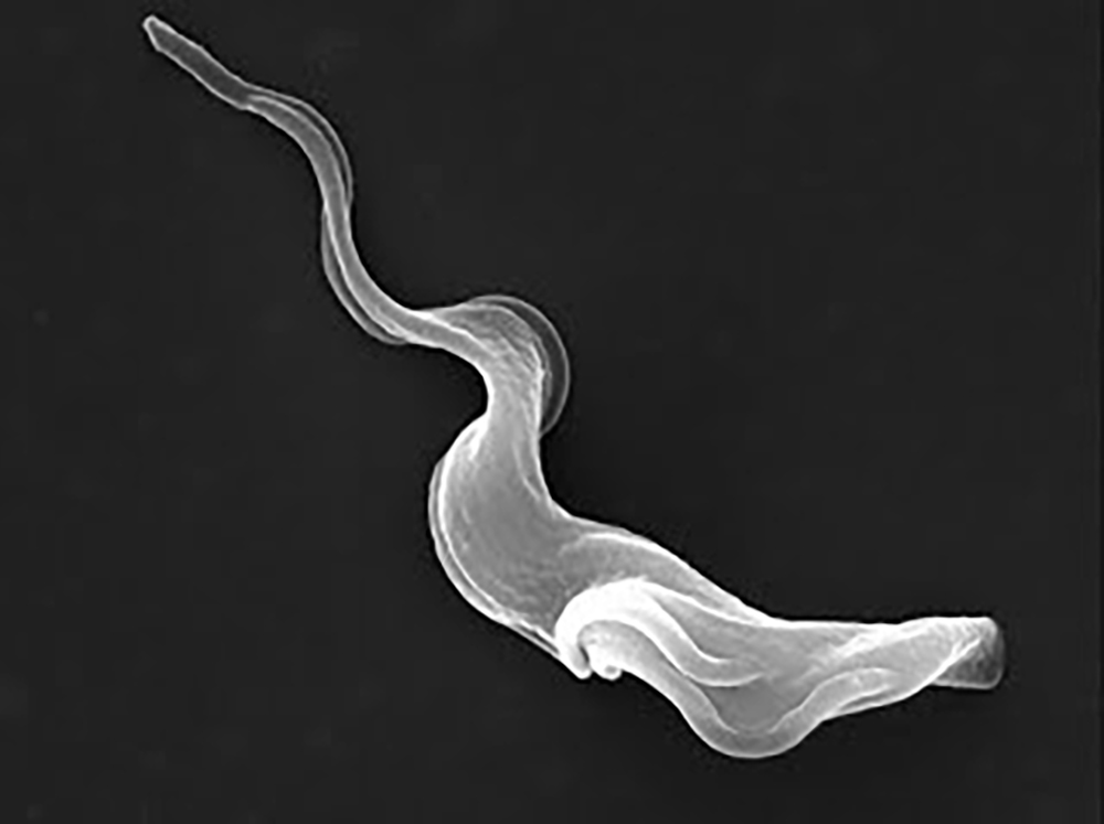 Trypanosoma brucei parasite
