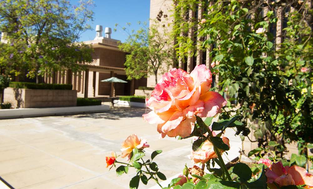 Rose blooming on campus
