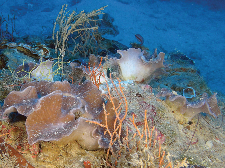 Underwater photographs of Sinularia mesophotica (funnel-shaped morphology of colonies).