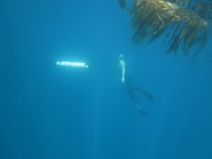 A diver examines a robot under water