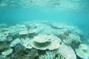 A highly bleached coral reef in the Pacific Ocean. Photo courtesy of James Reimer and Takuma Fujii