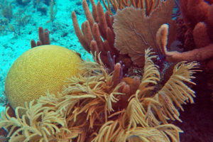 A healthy coral reef with both stony and proteinaceous corals. Chinchorro Reef in the Mexican Caribbean Sea. Photo courtesy of David Paz-Garcia