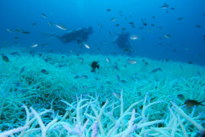 Divers swimming over a bleached coral reef. Photo courtesy of James Reimer and Takuma Fujii