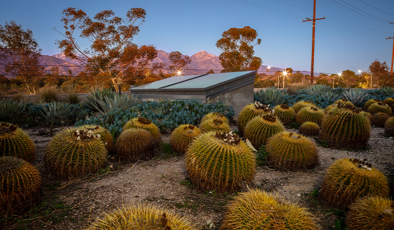 Cacti and mountains.