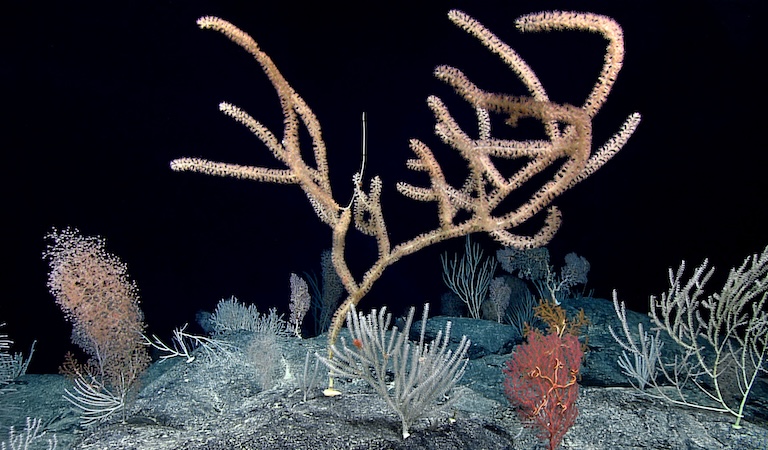 NOAA Office of Ocean Exploration and Research image of octocoral