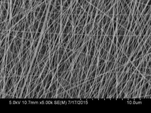 Elizabeth Poss '19 worked on characterizing collagen fiber diameters, on behalf of the Cornea project