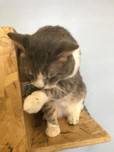 Cat from the Orphanage