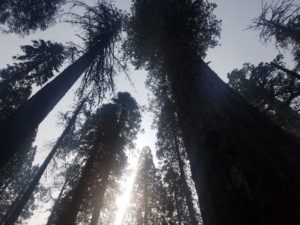Giant sequoias soaring up into the sky. A few rays of sunlight break through thick coverage providing a sort of yellow to blue gradient in the background of the image.