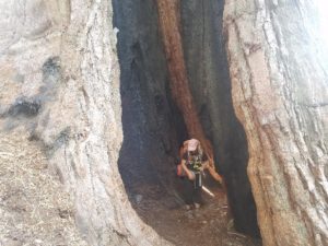 A student carrying an orange backpack hikes through the center of a giant Sequoia