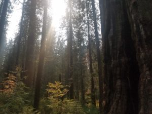 The sun breaks through the coverage illuminating the various species of trees in the image. Red, orange, and green leaves stand out as the sunlight hits them. In the front of the image is a giant sequoia. In the back of the image are skinnier, younger sequoias.