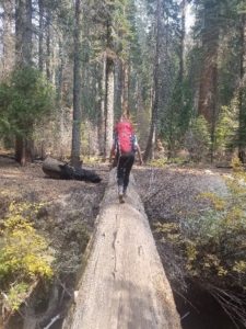 A fallen giant sequoia provides access to the rest of the trail that would have been cut off by a river. A student with a red backpack stands in the center of the image as she crosses the sequoia. On the other side of the natural bridge are various trees of different species, none of which are as large as full grown giant sequoias.