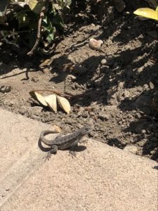 A small lizard about the size of a finger resting on a sunlit sidewalk