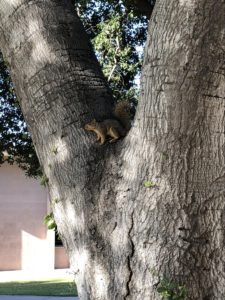 Side view of a squirrel perched on all four legs in the fork of a tree