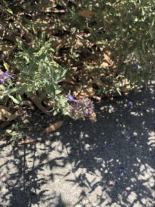 A bee drinking nectar from a small purple flower