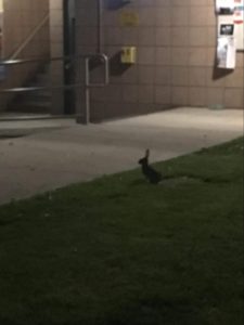 Poorly lit nighttime photo of rabbit sitting on a lawn in a dorm courtyard