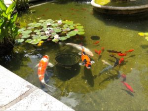 Close-up of lilypads and white, orange, and black koi fish (a few the size of a forearm and some the size of a cucumber)