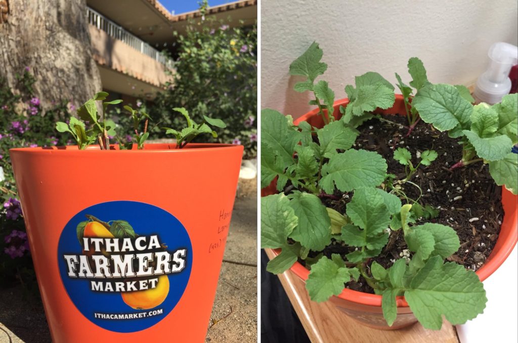LEFT: an orange pot with a blue circular "ITHACA FARMERS MARKET" sticker and short sprouts sits in a dorm courtyard. RIGHT: top view of radish sprouts in the same pot