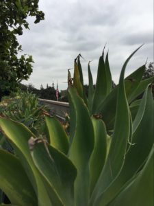 The top half of a blue agave plant, with more in the background