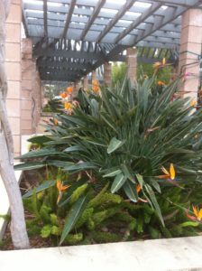 Large bird of paradise plant on Harvey Mudd campus