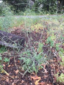 A plant with long spindly stems and slim leaves in a field with other green plants.