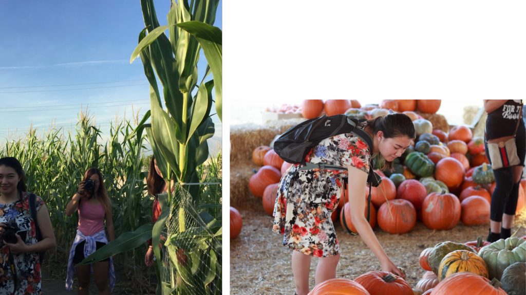 LEFT: three young women stand among tall green stalks of corn. RIGHT: a woman in a floral dress bends to look at a pile of multicolored pumpkins. Another pile of pumpkins is behind her.