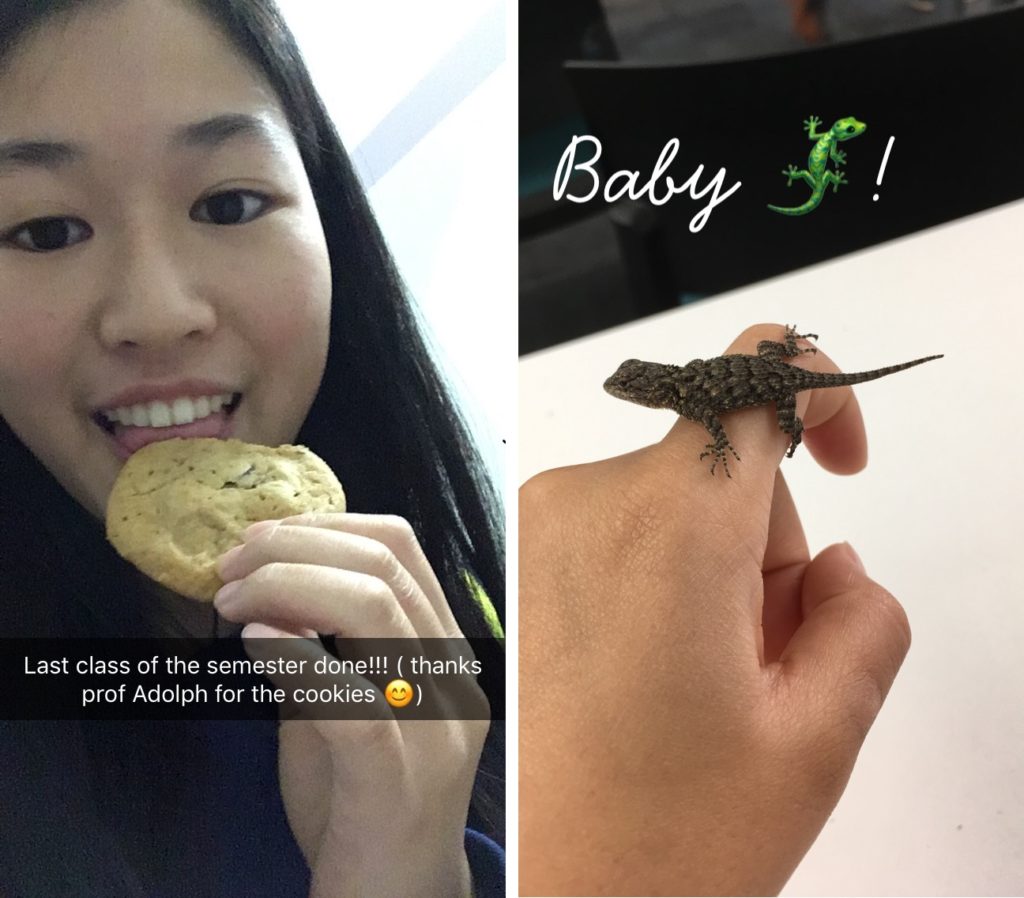 LEFT: A selfie of me eating a chocolate chip cookie. RIGHT: A baby lizard on a my finger.