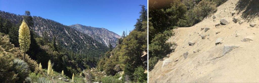 LEFT: Mountains with trees, shrubs, and tall yellow flowers. RIGHT: A slanted unpaved rocky path.