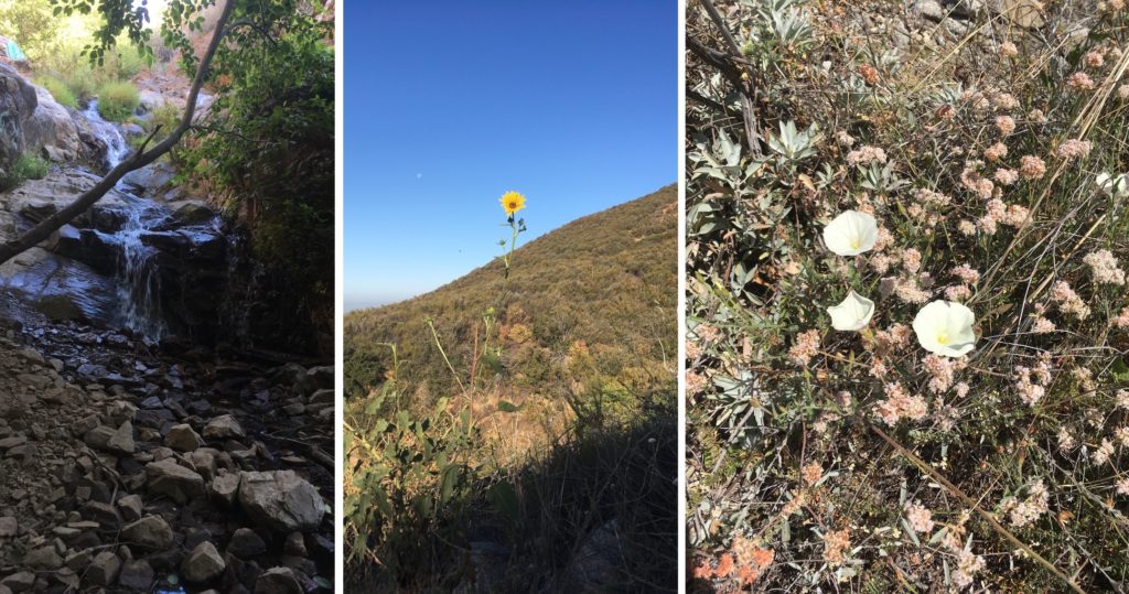 LEFT: Waterfall into shady rock bed. CENTER: Bright yellow flower on green hillside with blue sky. RIGHT: Small light pink and white wildflowers.