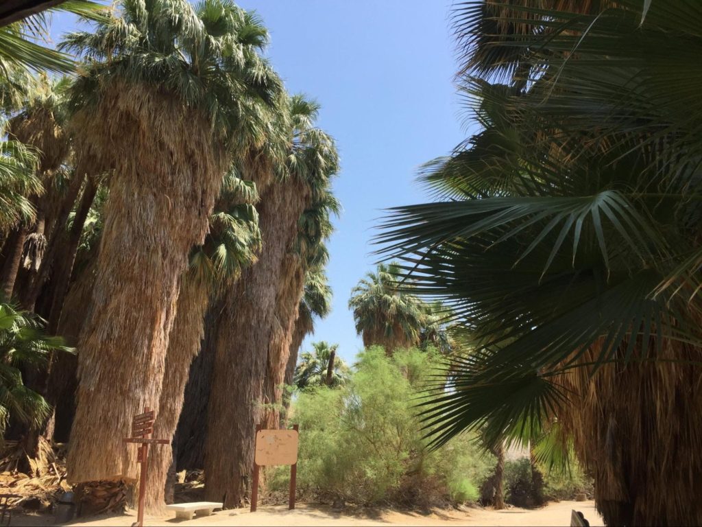There are many large palm trees scattered throughout the photo and in the middle are two signs pointing out various paths one could walk down