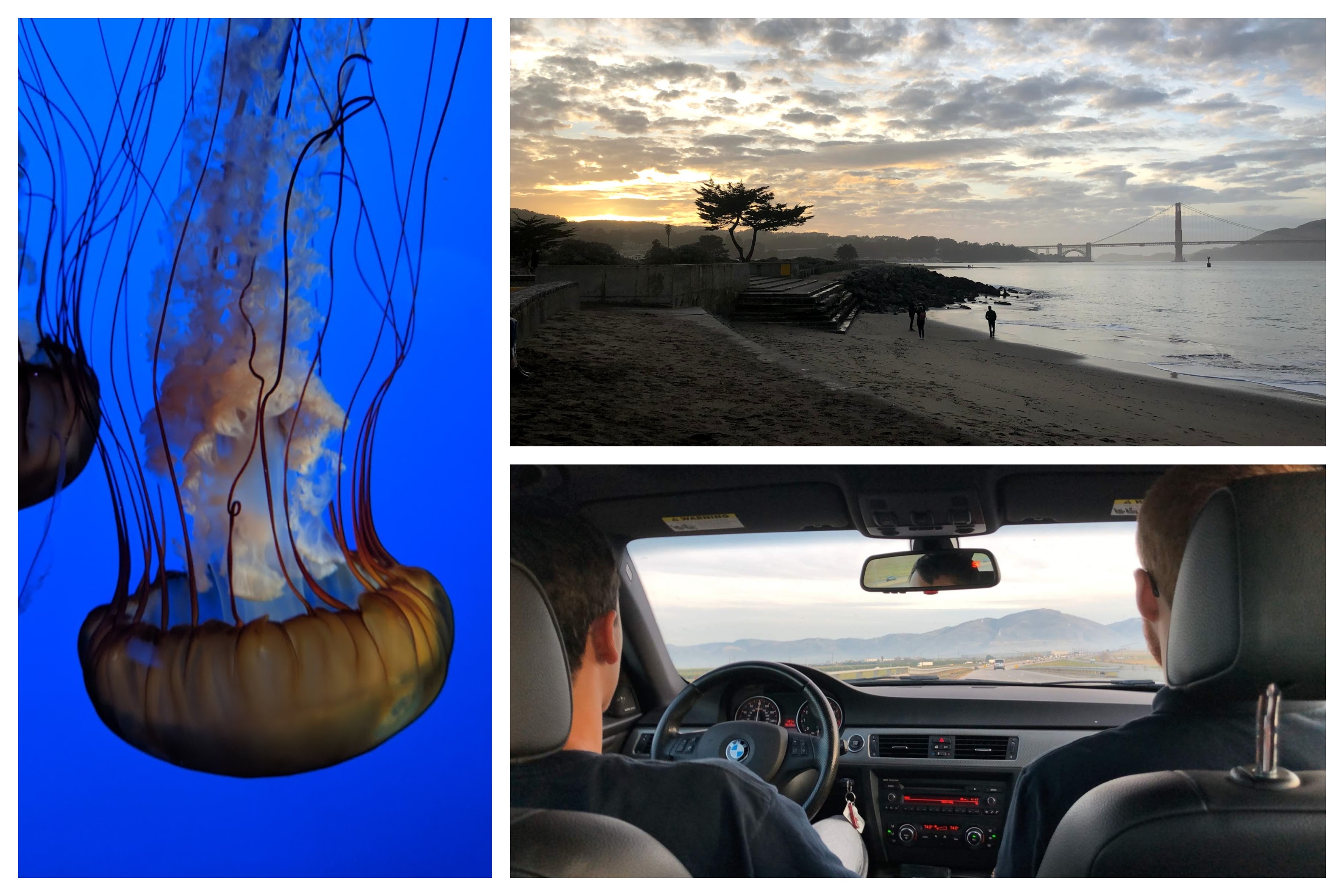 A jelly fish, photo of a sunset with the golden gate bridge in the background, and a photo of two guys in a car front row taken from the back row.