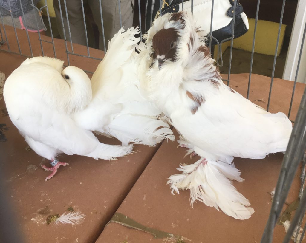 Two show pigeons: a fantail and a Jacobin