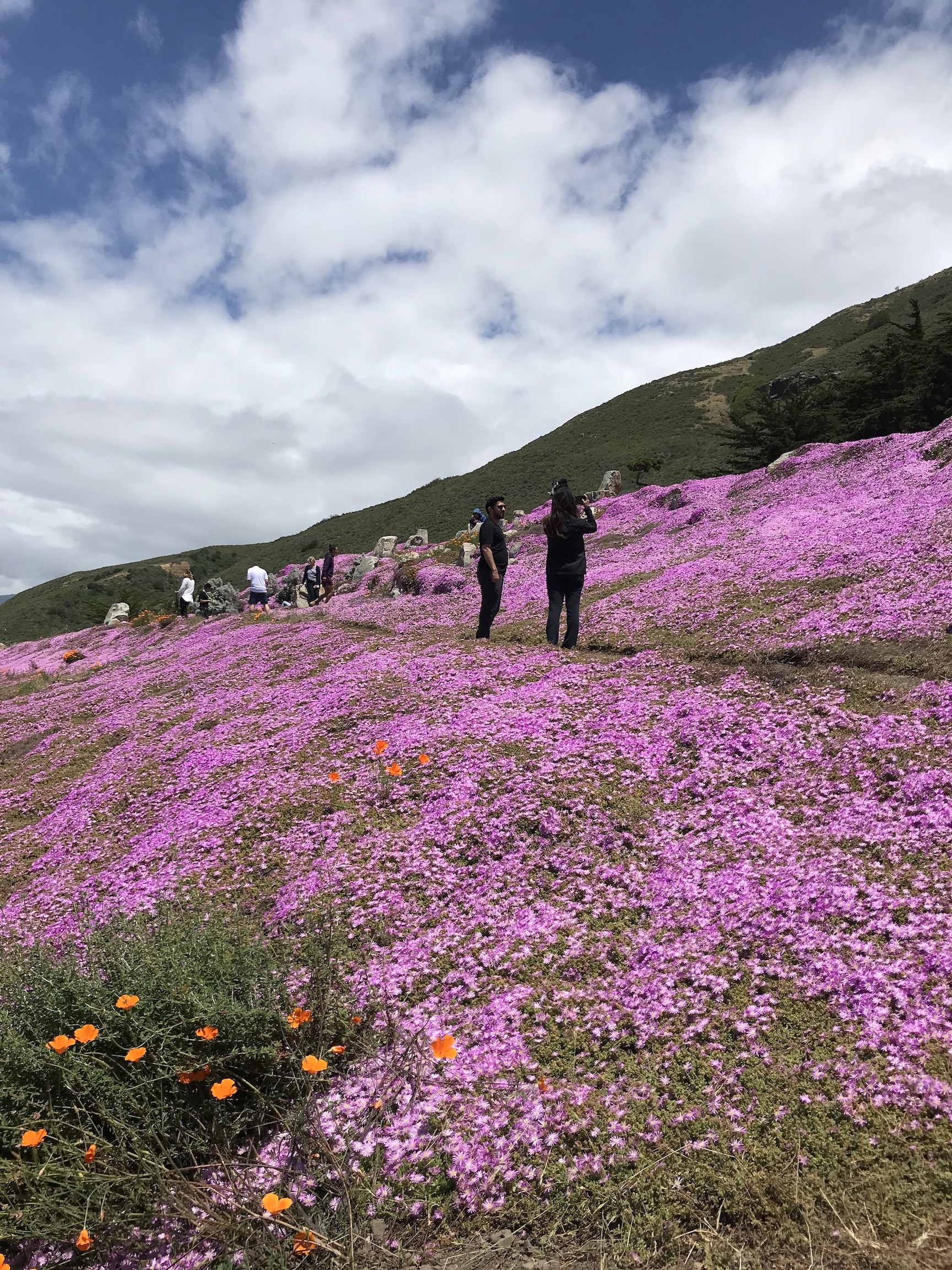 On the side of the road there was a superbloom. The ground was covered in purple flowers, making it look like a purple carpet. People are standing on a path in the center of the superbloom to take pictures.