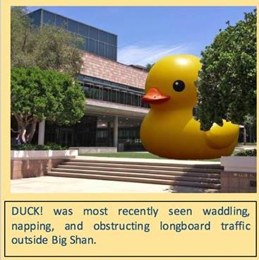 A photo of an inflatable duck the size of the Shanahan building next to it. The picture is captioned "DUCK! was most recently seen waddling, napping, and obstructing longboard traffic outside Big Shan.