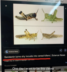 A photo of part of a laptop screen. There is a photo with four different locusts and a link to a scientific article about locusts. The photo is captioned “One day I want to be this clever”
