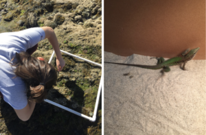 Left: Rachel leans over a square made from pvc pipes and points at organisms on the rocky shore. Right: A green lizard sits on a sandy ground, looking up at the wall of the box it is in.