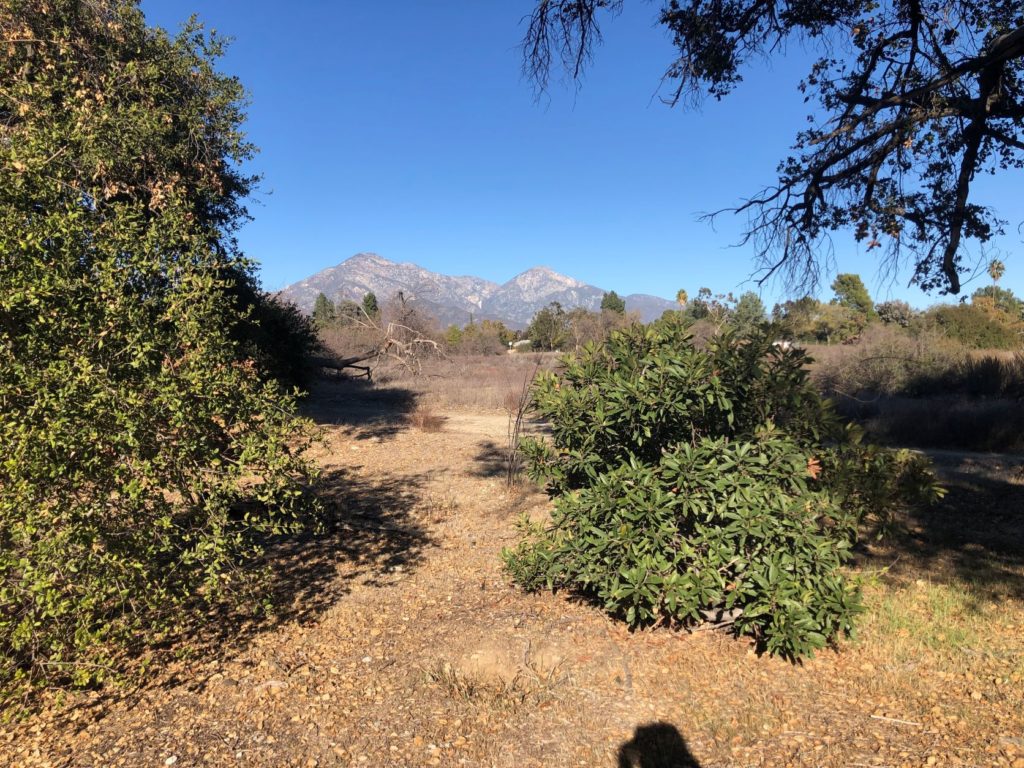 View of mountains through trees