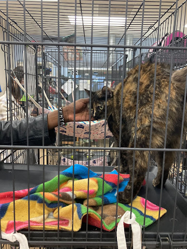 A cat in a cage being petted by a person