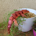 Lizard in potted plant