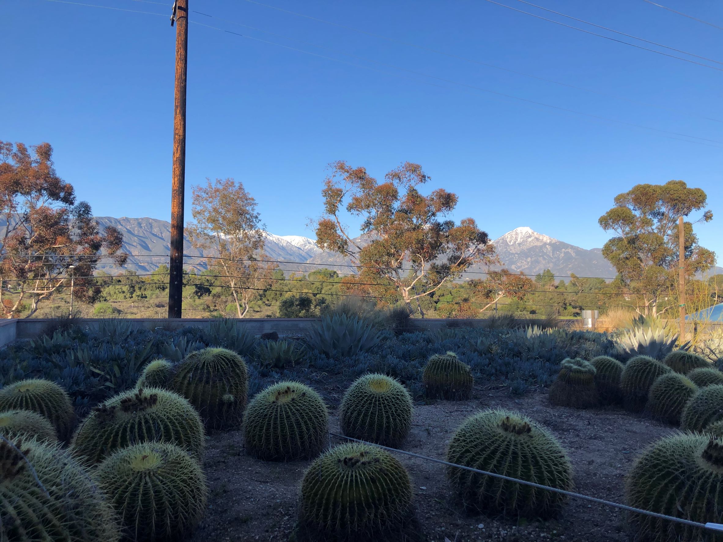 Cacti with mountain in the background